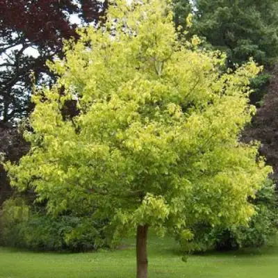 Клен ясенелистный в Фаниполе