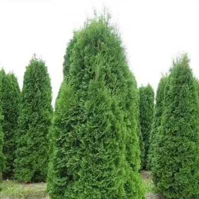 Туя КОЛУМНА западная в Фаниполе