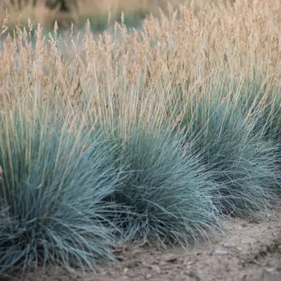 Овсяница АЙСФОГЕЛЬ сизая в Фаниполе