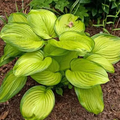 Хоста СТЕЙНД ГЛАСС гибридная в Фаниполе