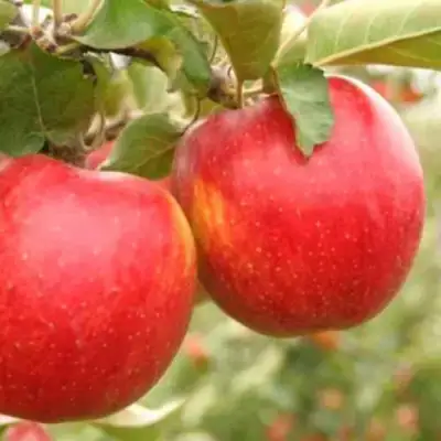 Яблоня ДЖОНАГОЛД в Фаниполе