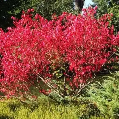 Бересклет ЕВРОПЕЙСКИЙ в Фаниполе