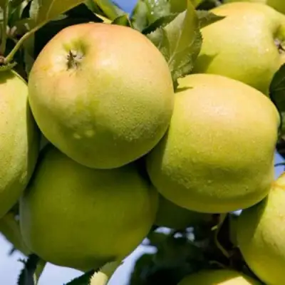 Яблоня МУТСУ в Фаниполе