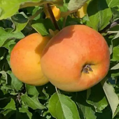 Яблоня АНТОНОВКА ЗОЛОТАЯ в Фаниполе