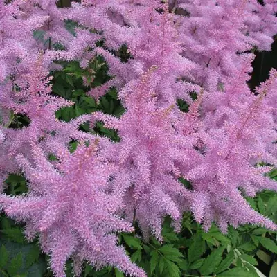 Астильба ГИАЦИНТ Арендса в Фаниполе