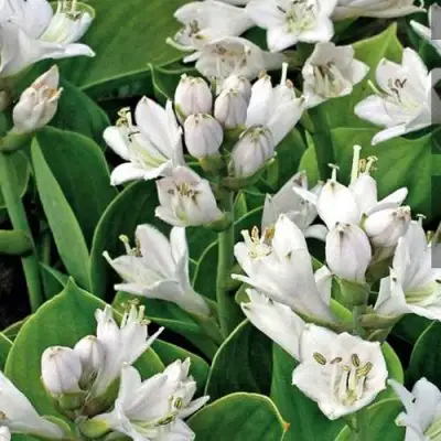 Хоста МОНСТЕР ИРЗ гибридная в Фаниполе