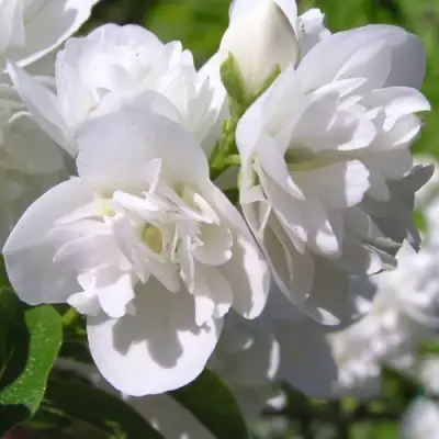 Жасмин ЖИРАНДОЛЬ в Фаниполе