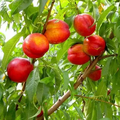 Нектарин ХАРБЛЕЙЗ в Фаниполе