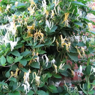 Жимолость ХАЛЛИАНА японская (Хелиана) в Фаниполе