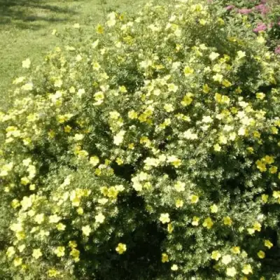 Лапчатка КЛОНДАЙК кустарниковая в Фаниполе