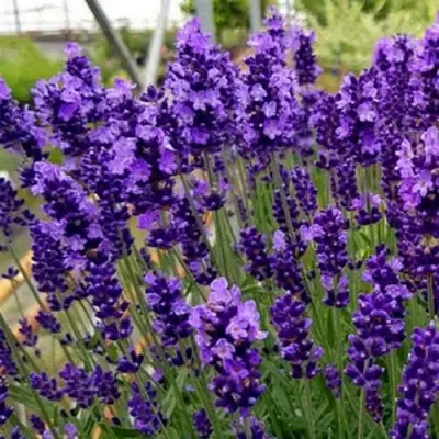 Лаванда ХИДКОТ БЛЮ узколистная в Фаниполе
