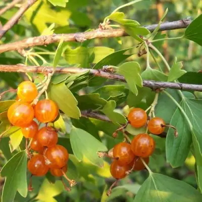 Смородина золотистая ЛЯЙСАН в Фаниполе