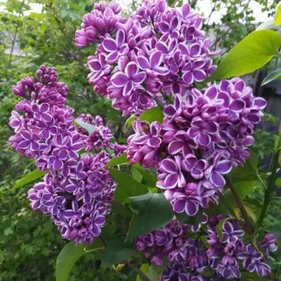 Сирень СЕНСАЦИЯ в Фаниполе