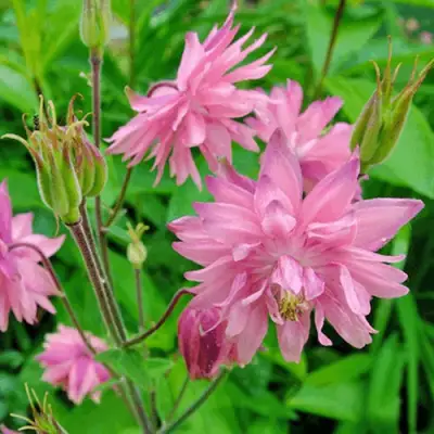 Аквилегия БАРЛОУ ПИНК гибрид МакКаны в Фаниполе