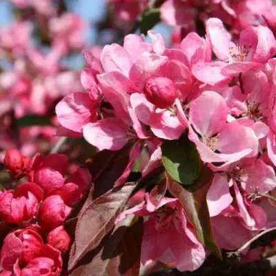 Яблоня РУДОЛЬФ декоративная  в Фаниполе