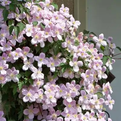 Клематис ГОРНЫЙ в Фаниполе