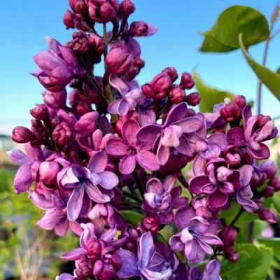 Сирень ВИОЛЕТТА в Фаниполе