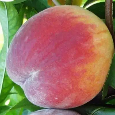 Персик ТОП СВИТ в Фаниполе