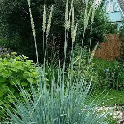 Элимус БЛЮ ДЮН песчаный в Фаниполе