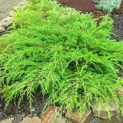 Микробиота ЯКОБСЕН перекрестнопарная в Фаниполе