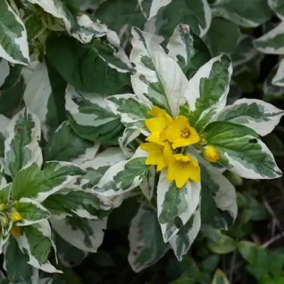 Вербейник АЛЕКСАНДР точечный в Фаниполе