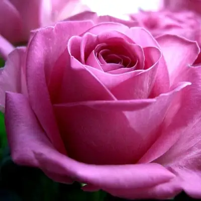 Роза ЭЙФЕЛЕВА БАШНЯ чайно-гибридная в Фаниполе