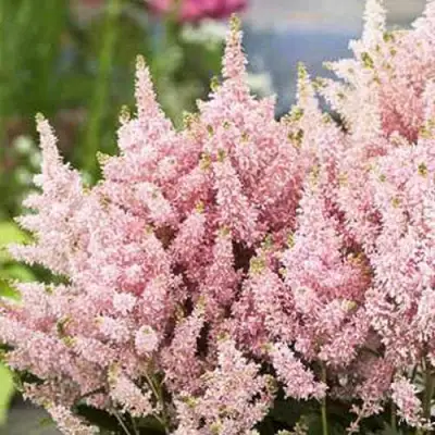 Астильба ЮНИК САЛМОН гибридная в Фаниполе