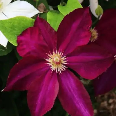 Клематис МАЗОВШЕ в Фаниполе