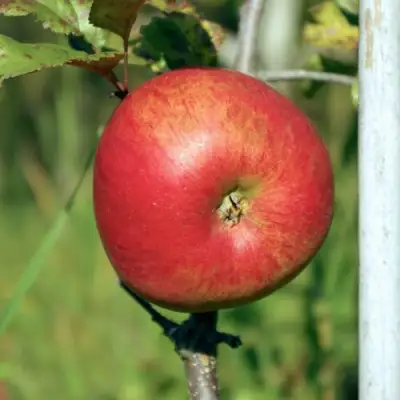 Яблоня ДЫЯМЕНТ в Фаниполе