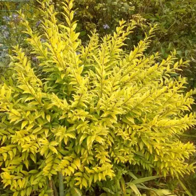 Бирючина АУРЕА обыкновенная в Фаниполе