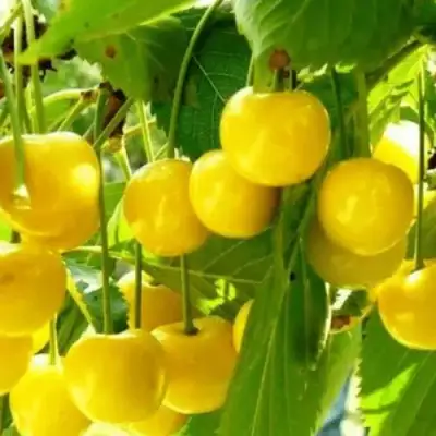 Черешня ПОДСНЕЖНИК в Фаниполе