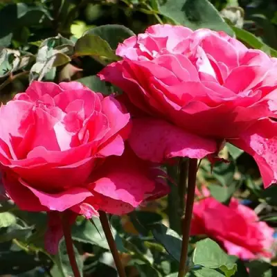 Роза ВИЕН РОУЗ чайно-гибридная в Фаниполе