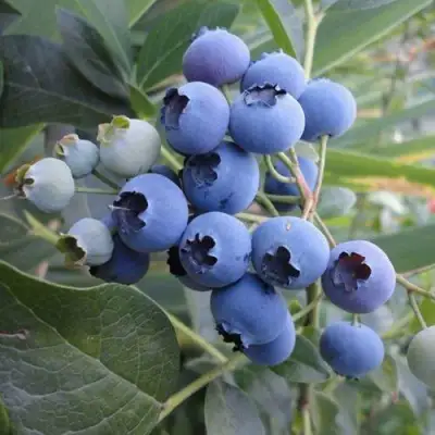 Голубика ЛЕГАЦИЯ в Фаниполе