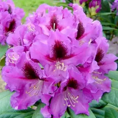 Рододендрон РАСПУТИН в Фаниполе