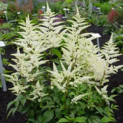 Астильба БРАУТШЛЕЙЕР Арендса в Фаниполе