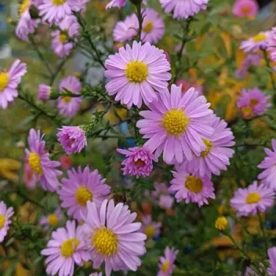 Астра СТРОУБЕРРИ ЭНД КРИМ новобельгийская в Фаниполе