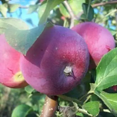 Яблоня СЕРЕБРЯНОЕ КОПЫТЦЕ в Фаниполе