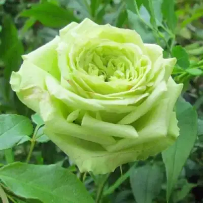 Роза СУПЕР ГРИН чайно-гибридная в Фаниполе