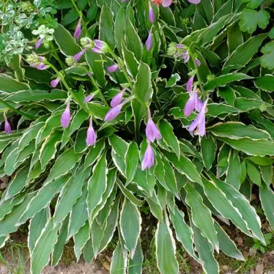 Хоста СТИЛЕТТО гибридная в Фаниполе