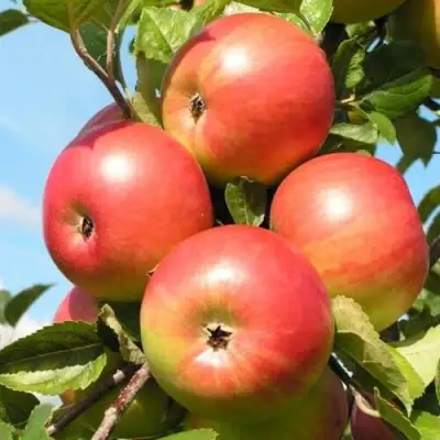 Яблоня ФРИДОМ в Фаниполе