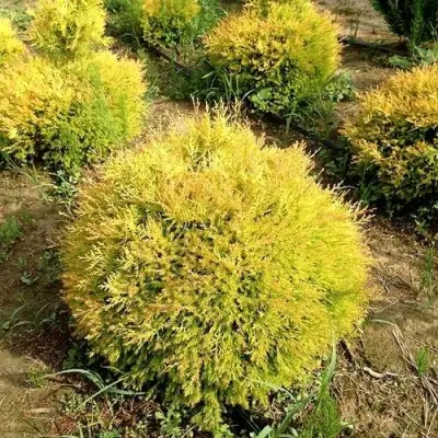 Туя ГЛОБОЗА АУРЕА западная в Фаниполе