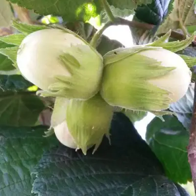 Фундук ЮННАТ в Фаниполе