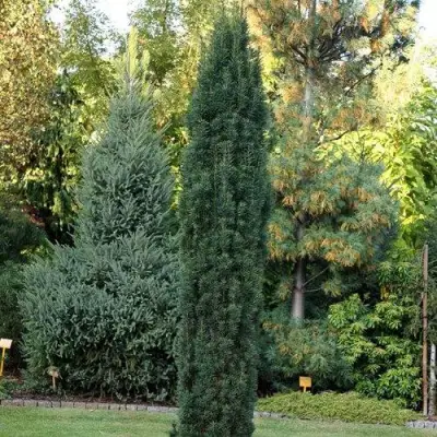 Тис ВОЙТЕК средний  в Фаниполе