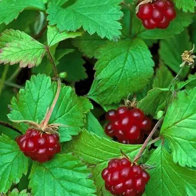 Княженика АУРА в Фаниполе