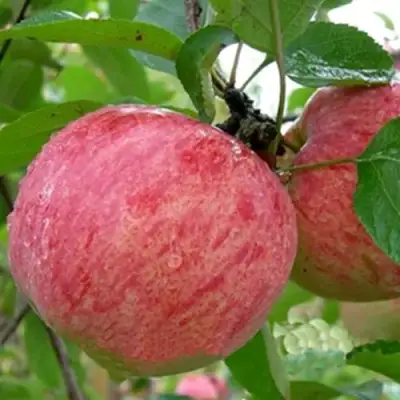 Яблоня ШТРИФЕЛЬ в Фаниполе