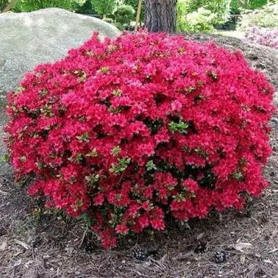 Азалия КАНЗОНЕТТА японская в Фаниполе