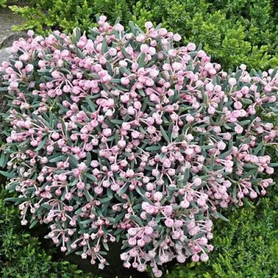 Андромеда БЛЮ АЙС многолистная   в Фаниполе