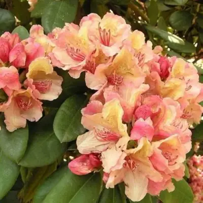 Рододендрон ФЛАУТАНДО в Фаниполе