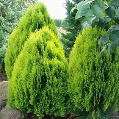 Туя восточная в Фаниполе