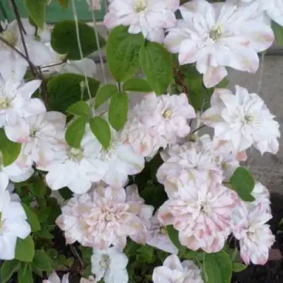 Клематис ИННОСЕНТ БЛАШ в Фаниполе